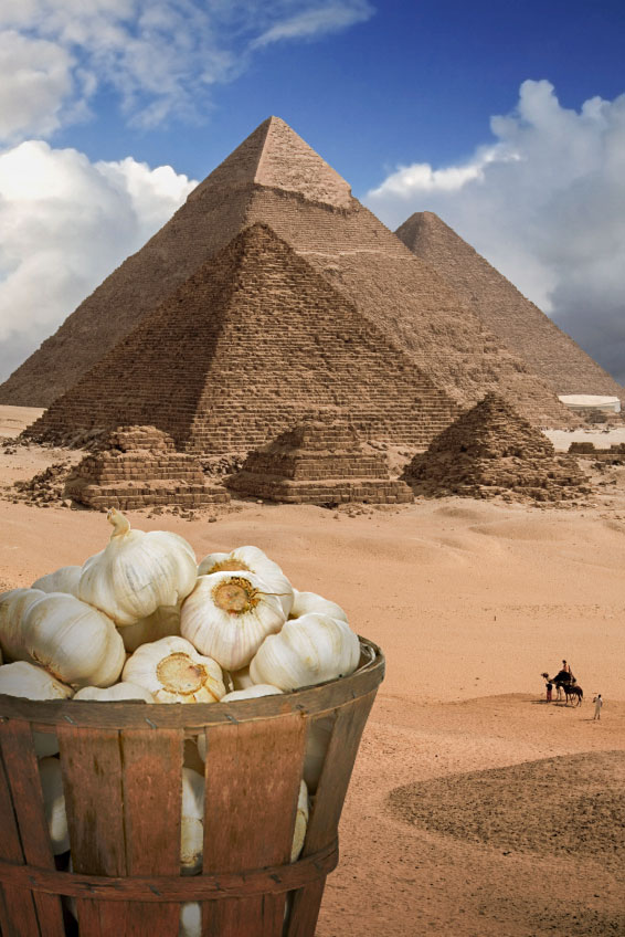 約6,000年も前から続く、人類とにんにくの関係