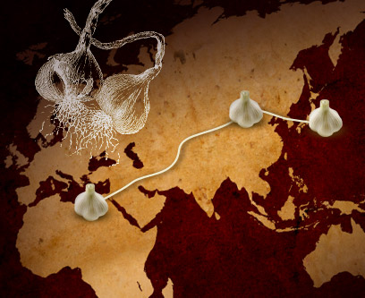 シルクロードで伝わるにんにく