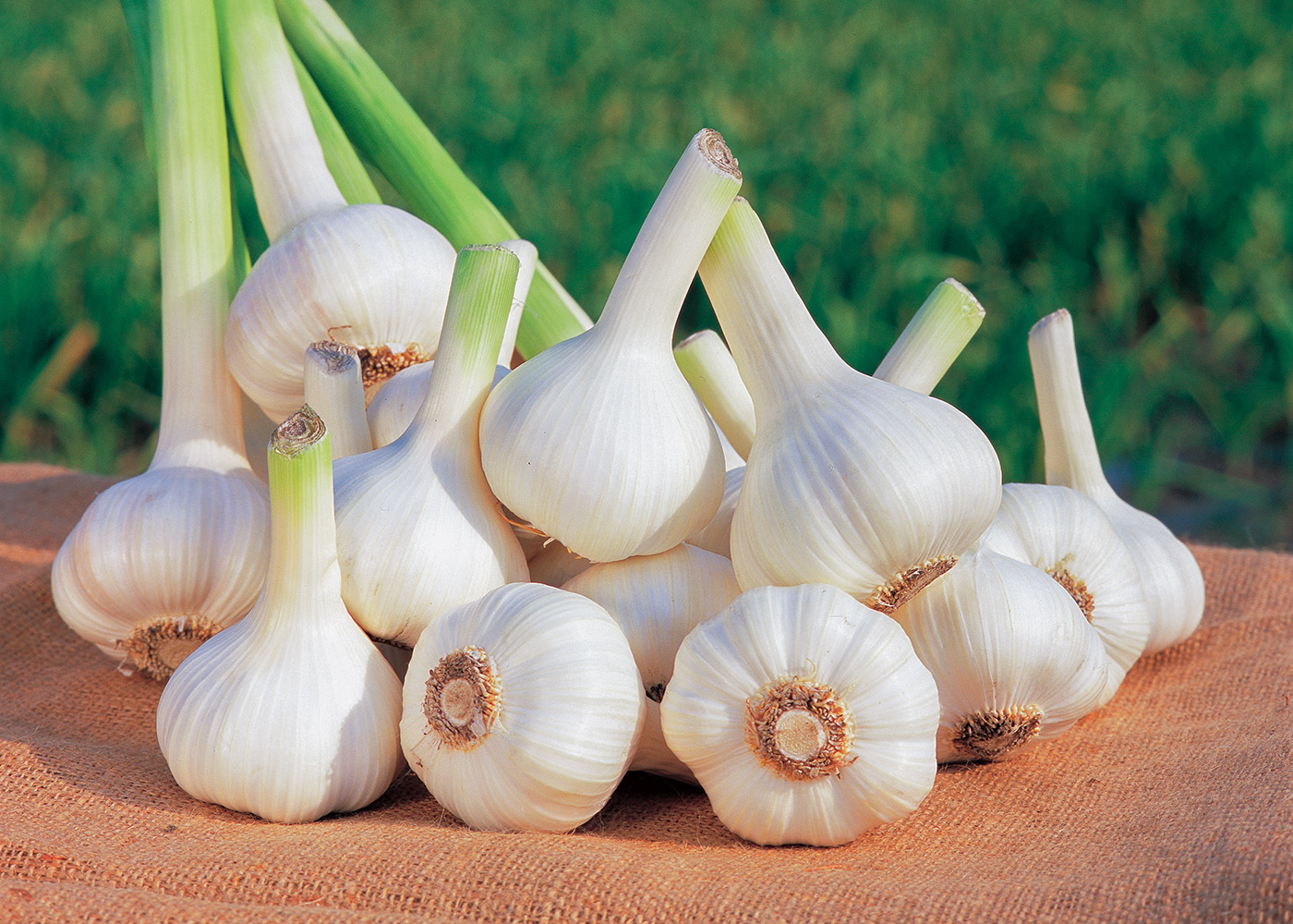 にんにくの品種と繁殖方法