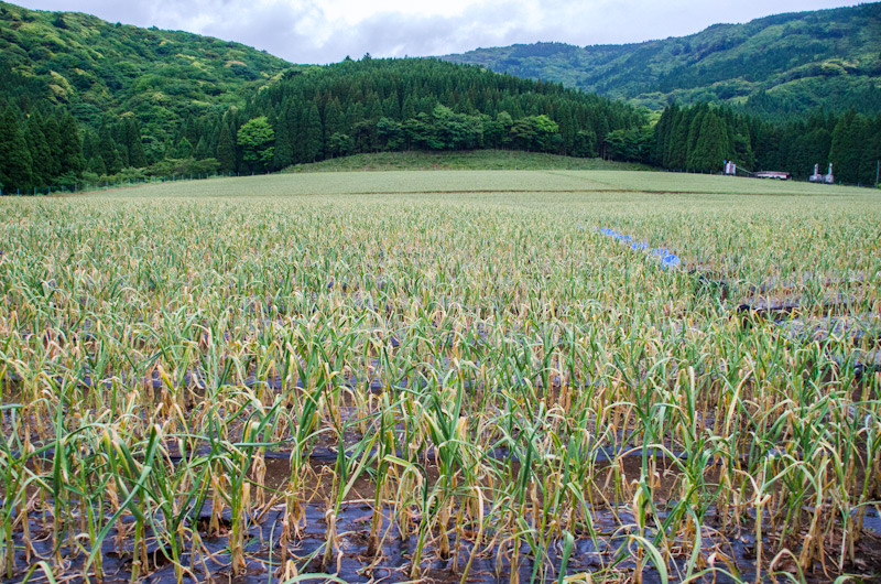 にんにくは本来大変強い作物