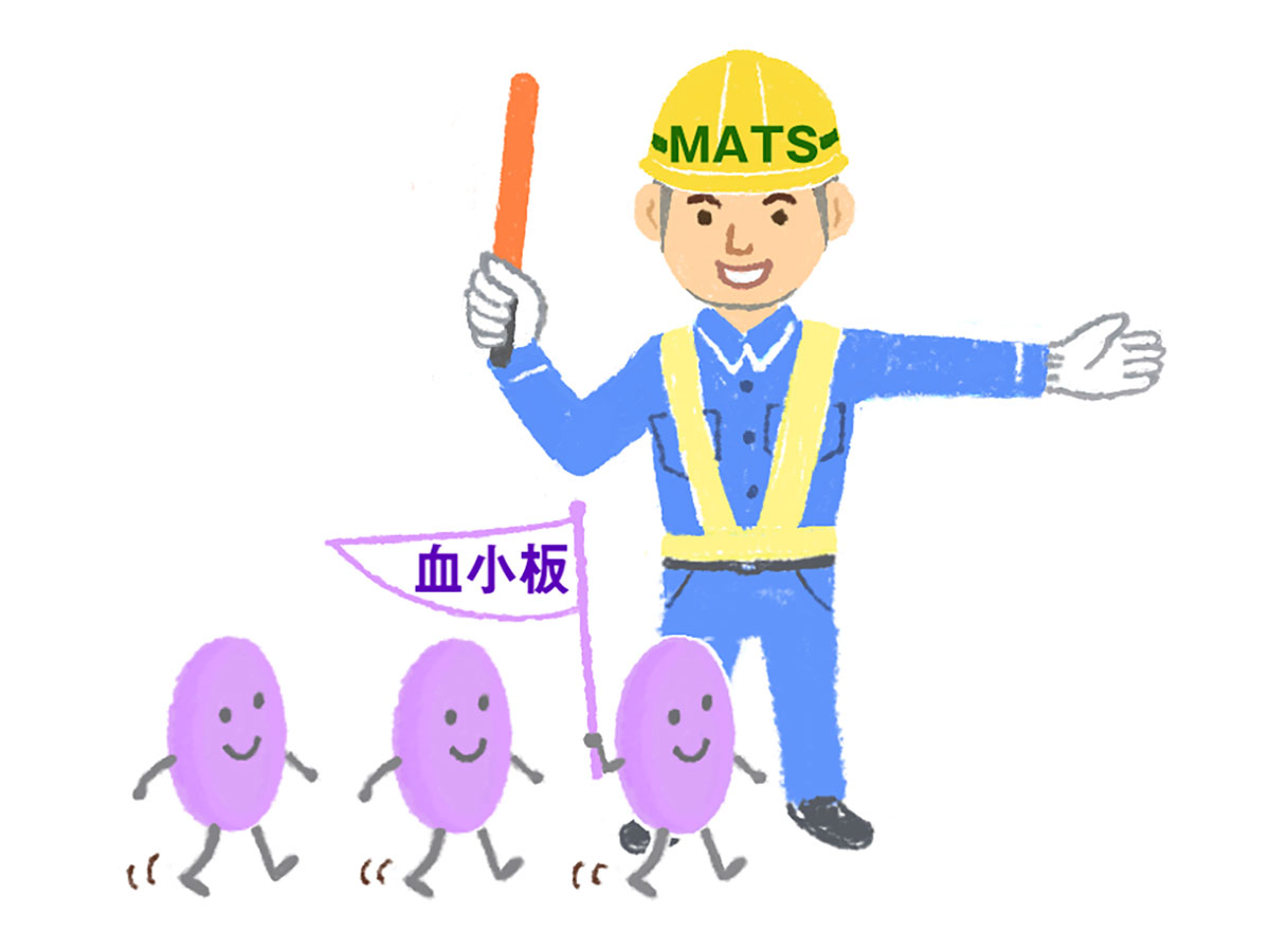 脳梗塞・心筋梗塞にはにんにく成分MATSが有効