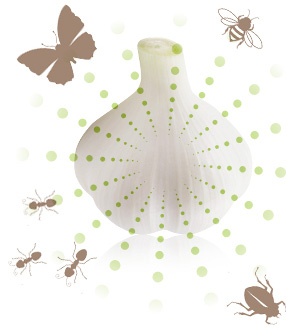 にんにくのにおいは、外敵からの自衛手段